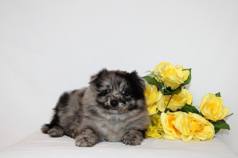 puppy, for, sale, Pomernain, Matthew B. Stoltzfus, dog, breeder, Gap, PA, dog-breeder, puppy-for-sale, forsale, nearby, find, puppyfind, locator, puppylocator, aca